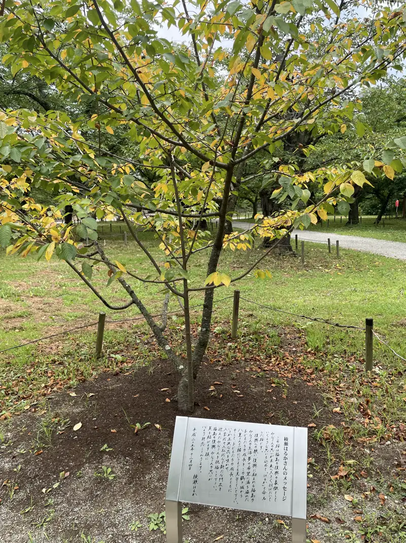 綾瀬はるかさんが植えた桜