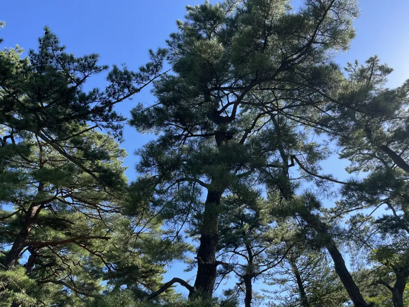 千秋公園の松林