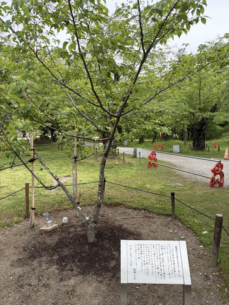 会津若松城・綾瀬はるかさんが植えた桜